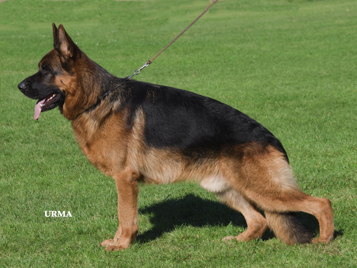 public/dog_images/414/1721729087.Lennox von Regina.jpg